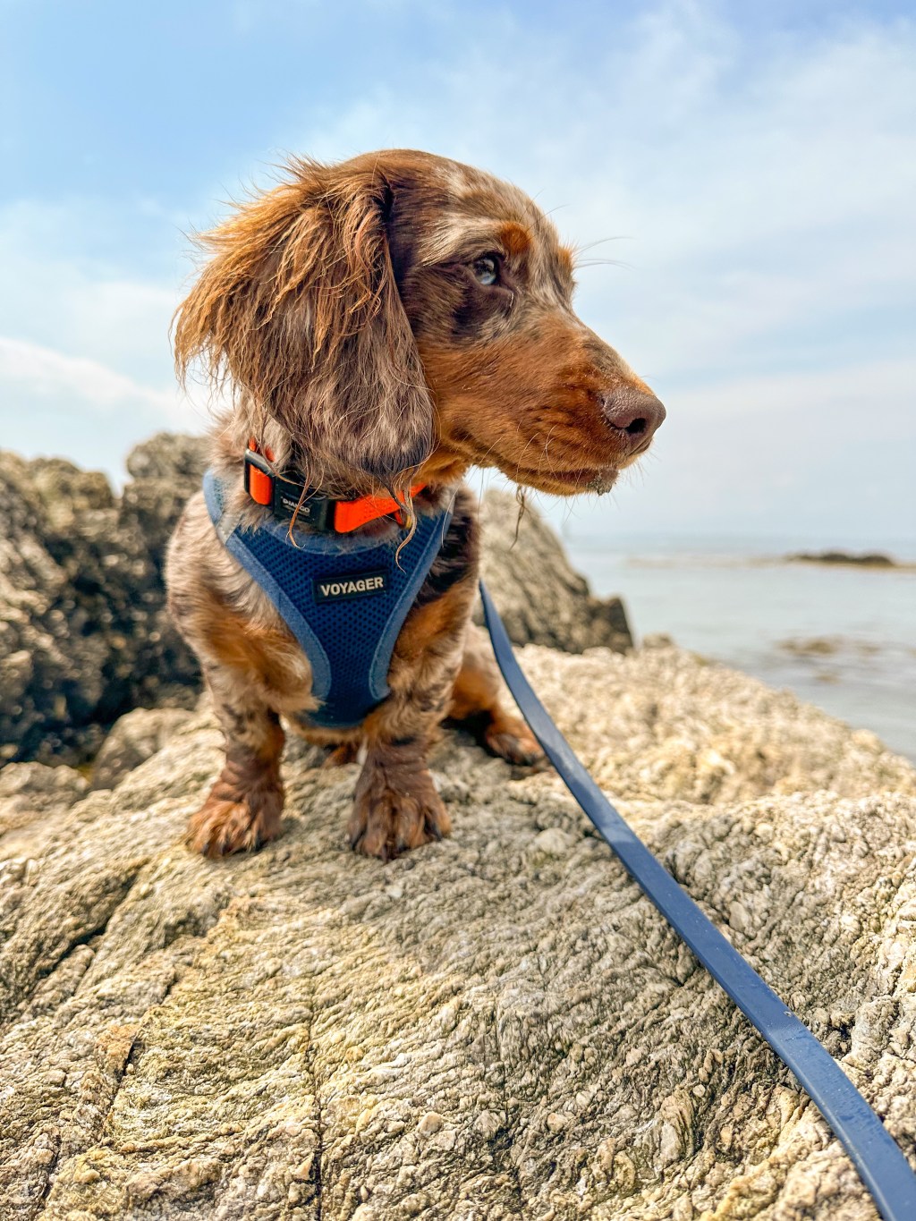 The Perfect Dog Friendly Southern Maine Day&nbsp;Trip