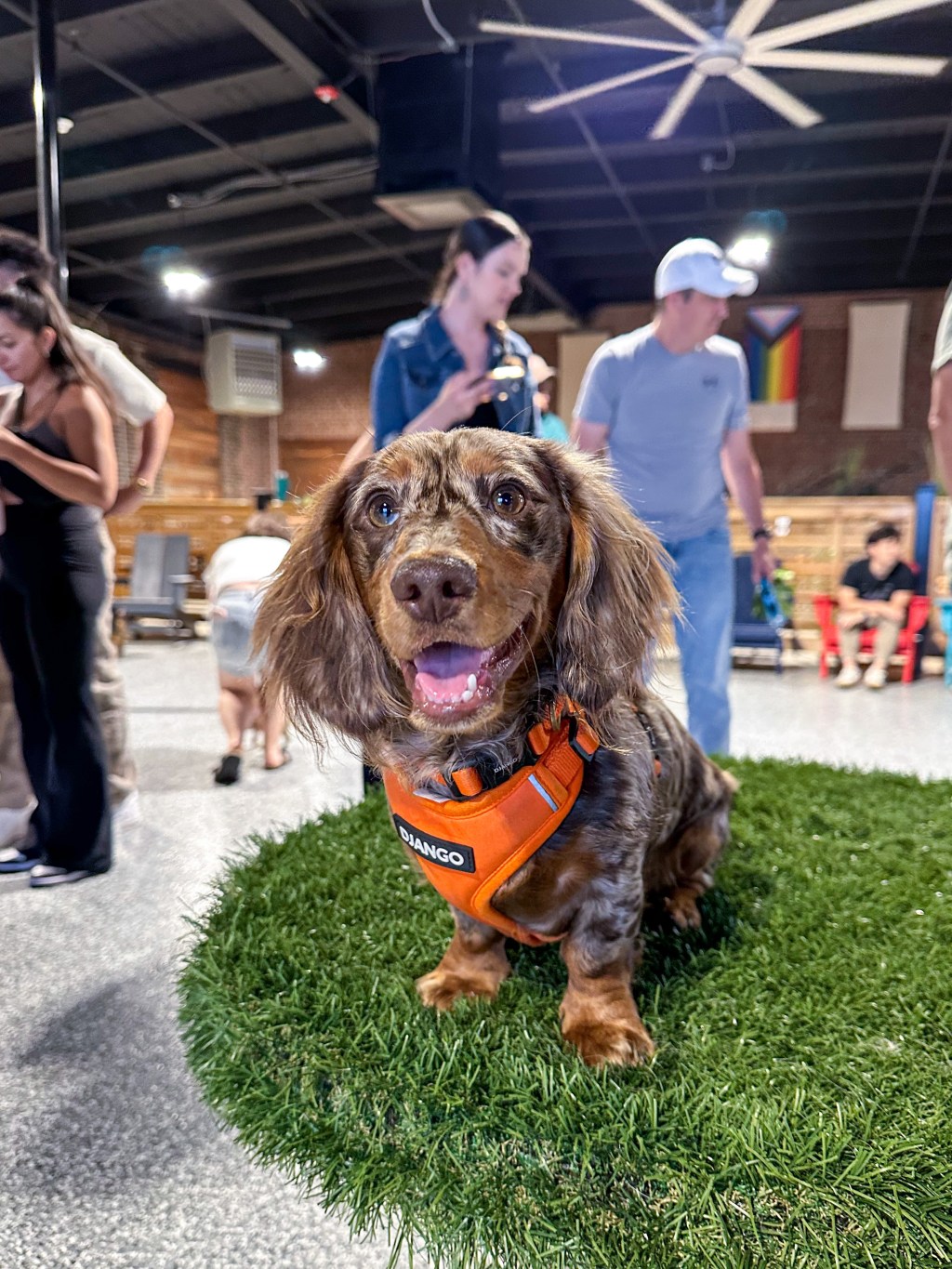 A bar for dogs?! Park 9 Dog&nbsp;Bar