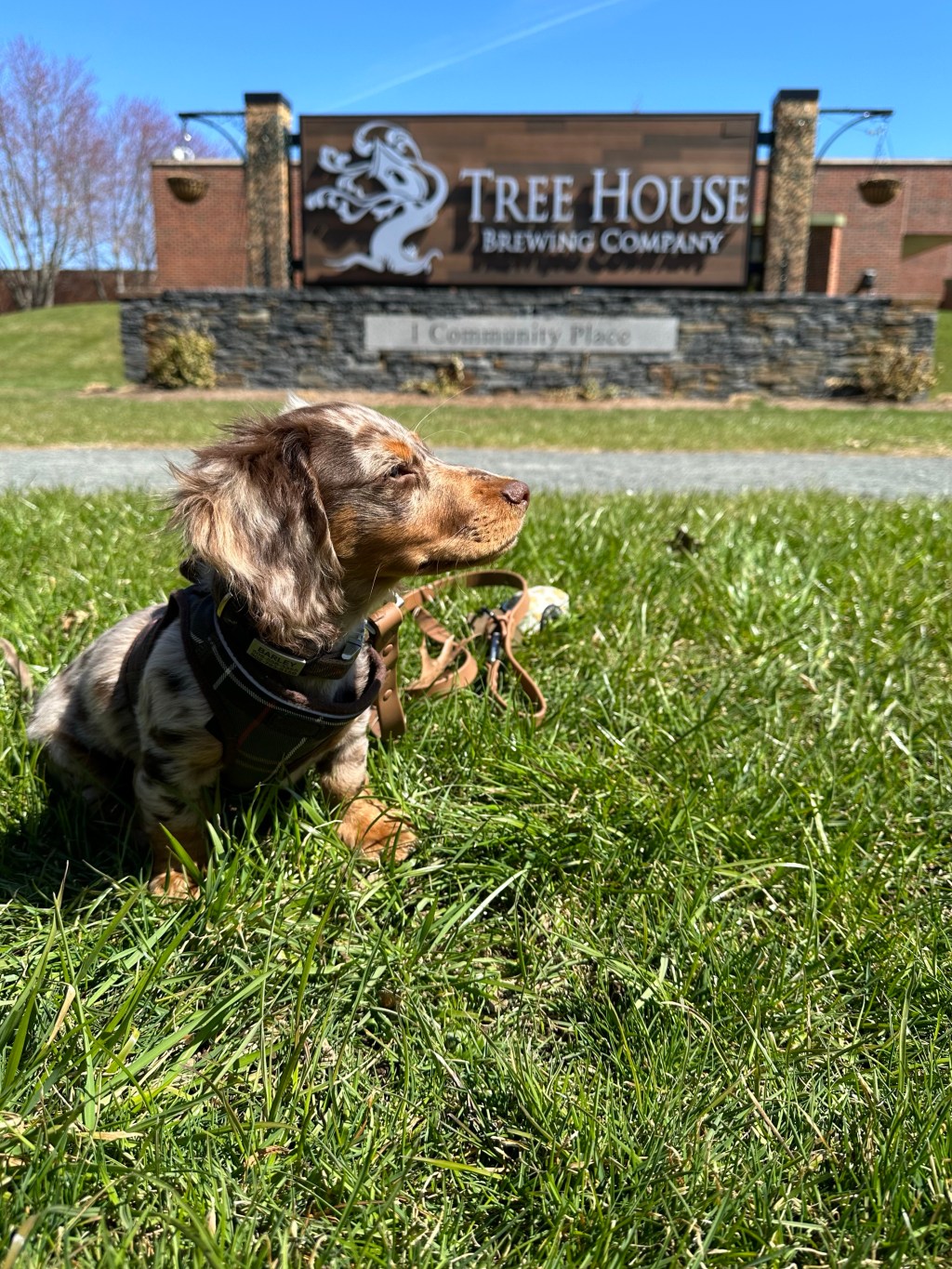 Tree House Deerfield