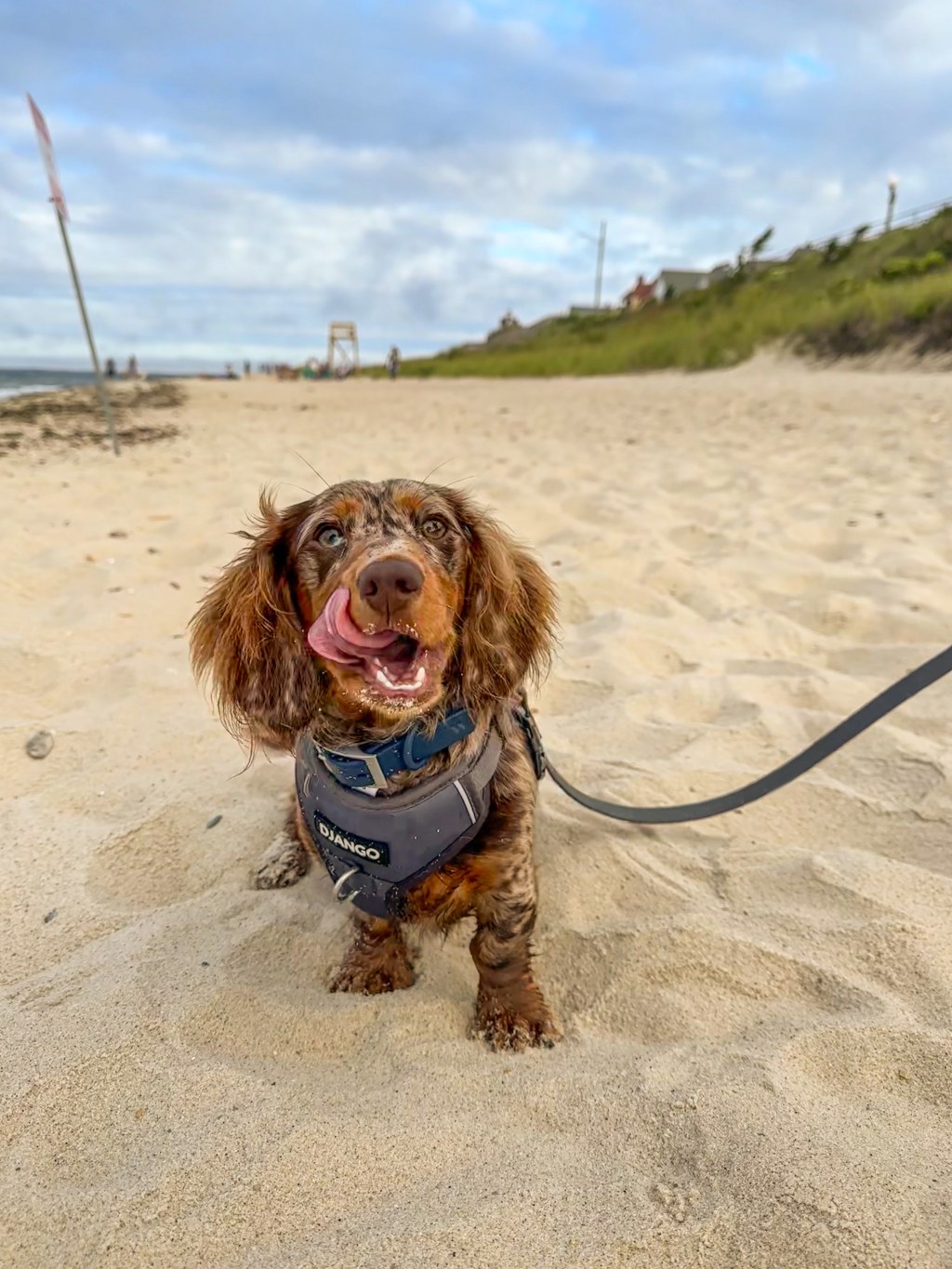 A Weenie on Martha’s&nbsp;Vineyard